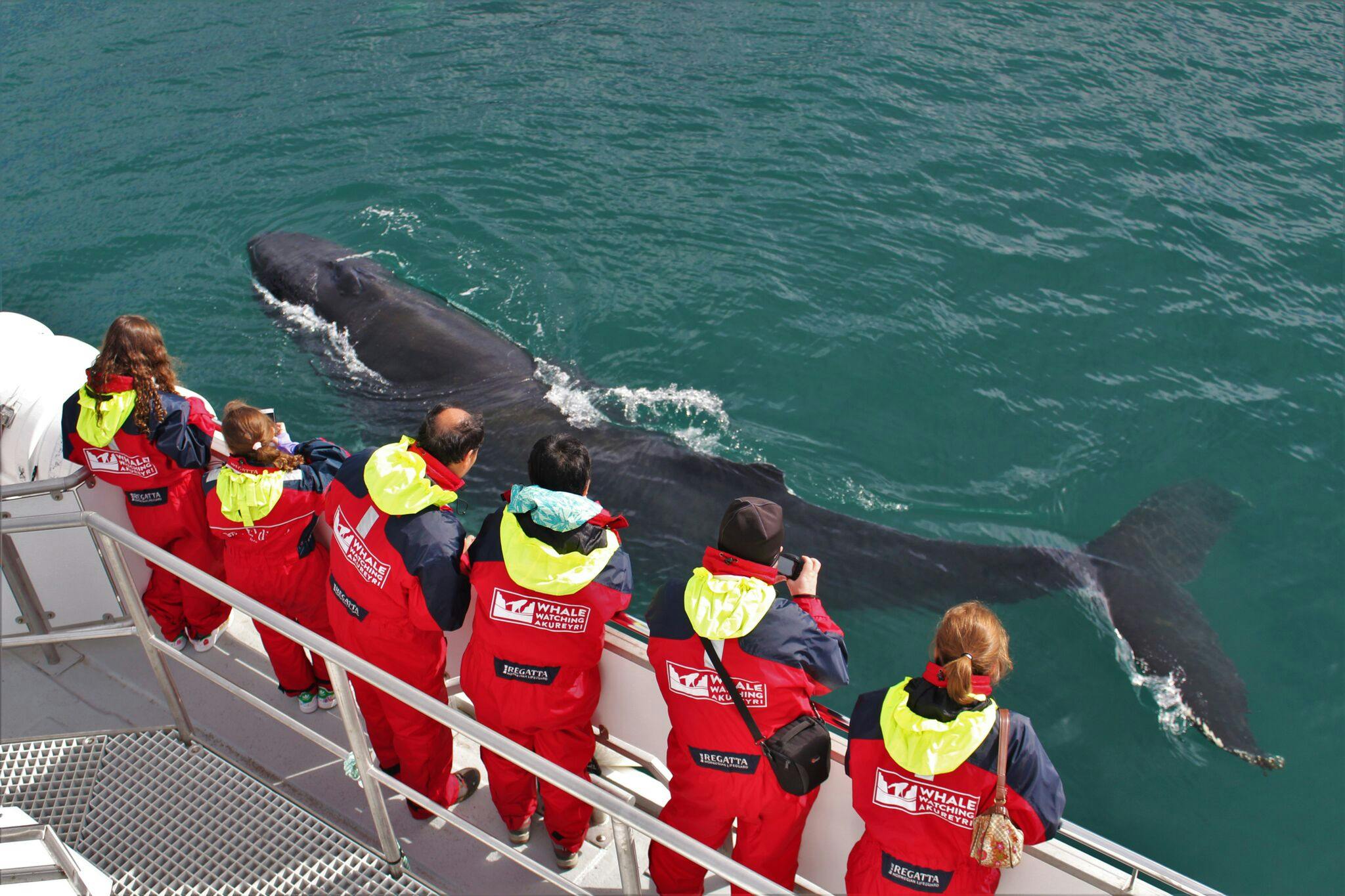 Akureyri Classic Whale Watching